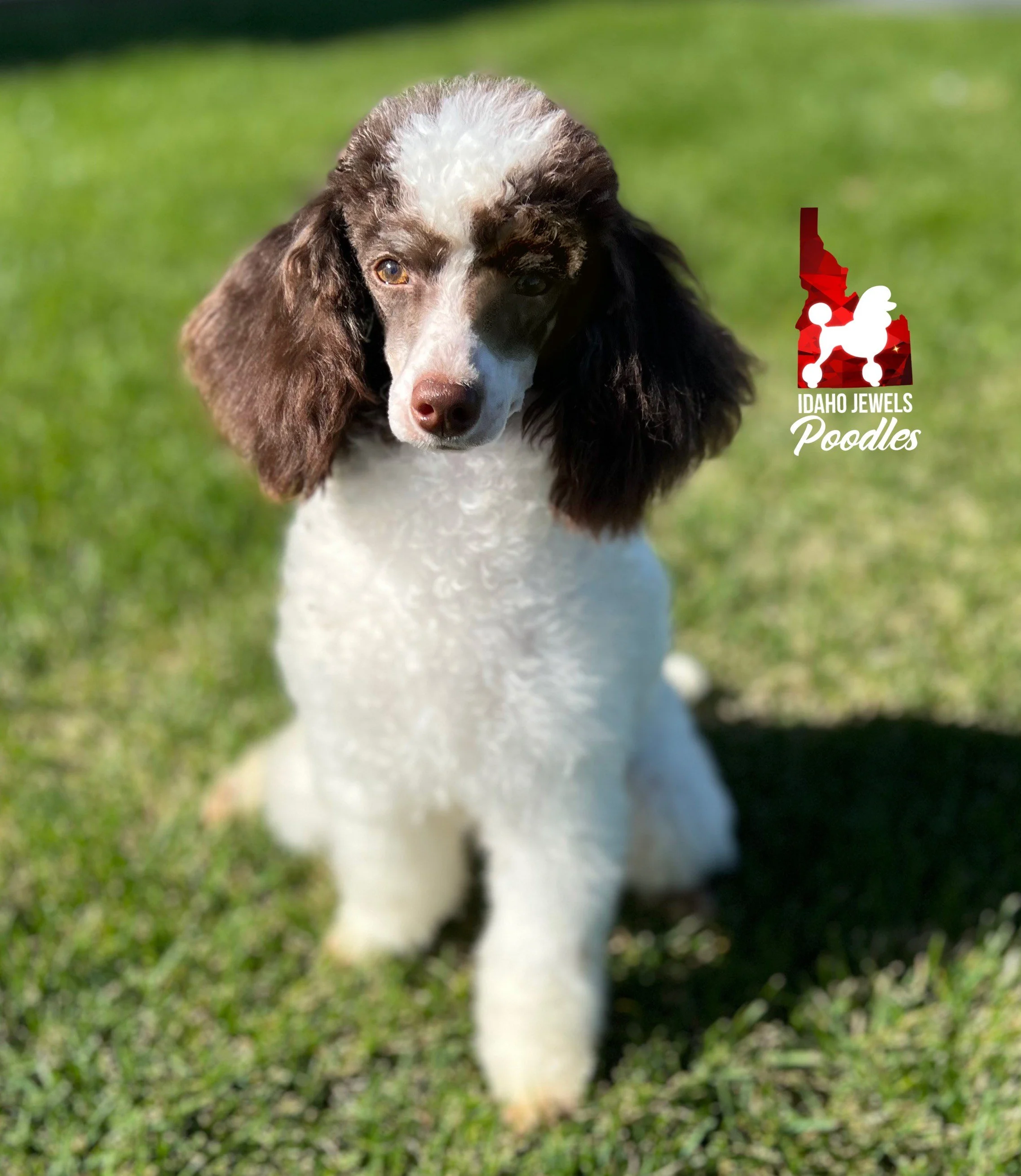 Idaho Jewels Poodles Nova Brown Parti Small Mini Girl Guardianship